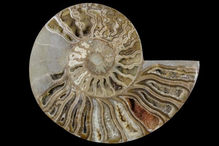 Choffaticeras Daisy Flower Ammonite Half (Special Price) #86790